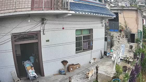 Energetic dog entertains baby while older companion watches in Guizhou, China
