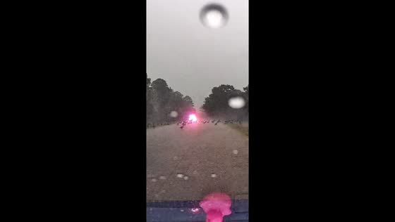 Park ranger clears road of geese in Williamsburg, Virginia