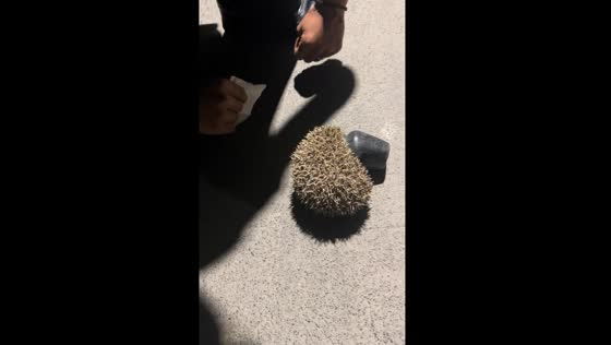 Hedgehog rescued after getting head stuck in bottle in Henan, China