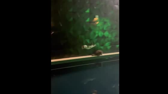 Playful cat accidentally jumps into pool in Surubim, Brazil