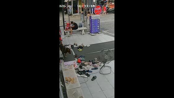 Dog steals slipper and runs off in Pattaya, Thailand
