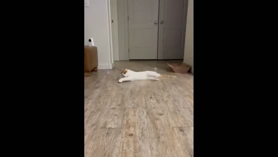 An impressive wall kick by a cat to catch a ball