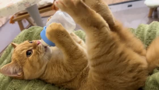 Orange kitten drinks milk while holding bottle in Guangdong, China
