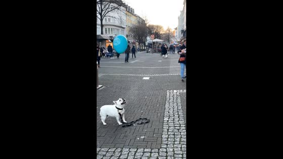 Tiny dog plays with balloon indoors in Hagen, Germany