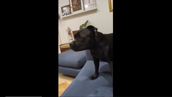 Bowling ball dog: high-speed living room dash