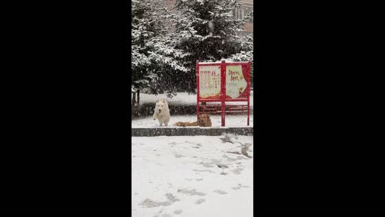 Golden Retriever slips while playing with White Swiss Shepherd in Heilongjiang, China