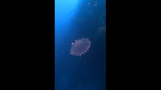  Mesmerizing jellyfish ballet at Pablo's dive site, Roatan, Honduras