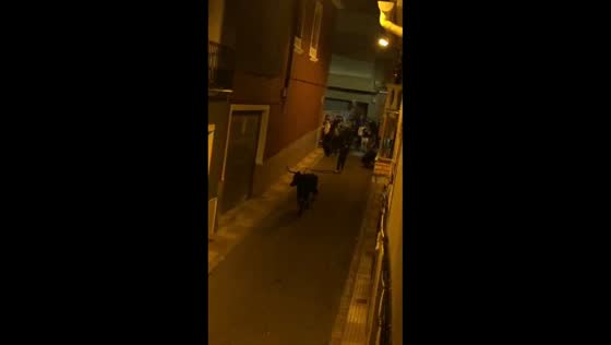 Bull responds instantly to call in Cullera, Spain
