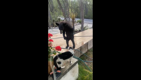 Cat hisses at standing bear, scares it away in Arteaga, Coahuila, Mexico