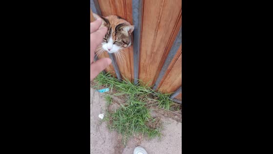 Cat peeks through fence cutout while being petted from outside