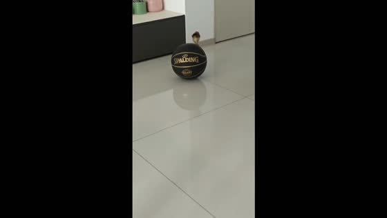 Adorable chick tries to balance on a rolling basketball in Jiangsu, China