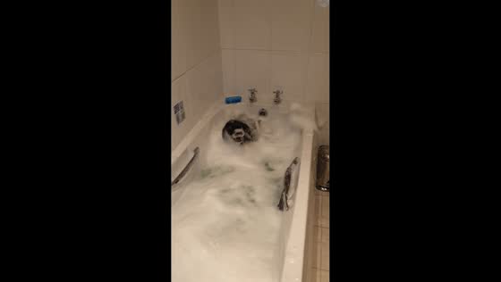 Playful dog splashes in bathtub in Radcliffe, UK