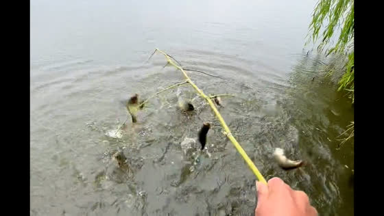 Fishing with tree branch and bait captures fish in Anhui