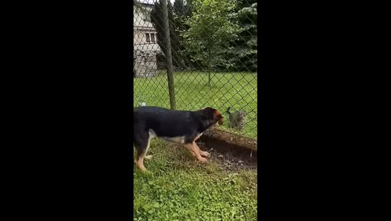 Dog and kitten play through fence in Krakow, Poland