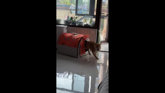 Excited Shiba Inu runs around after getting new kennel in Hebei, China