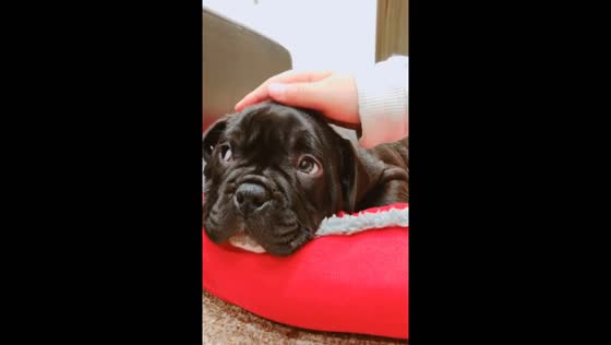Atom the dog's arrival: a heartwarming family moment in Fukuoka