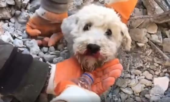 A touching rescue of a dog trapped under the rubble in Turkey