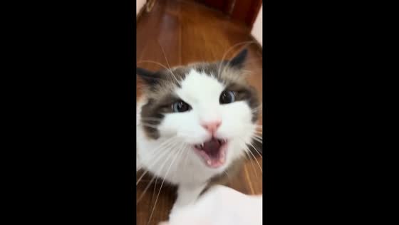 Funny pet cat interaction as owner imitates meowing in Sichuan, China