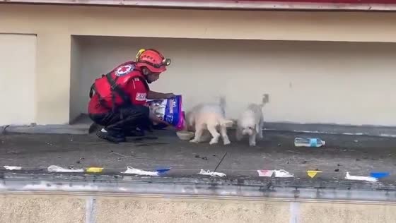 Rescue efforts in Camarines Sur save stranded dogs after Typhoon Kristine