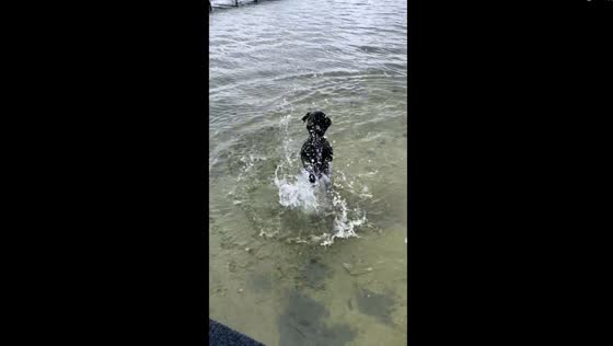 Reilly's joyful water ballet: a canine's aquatic adventure
