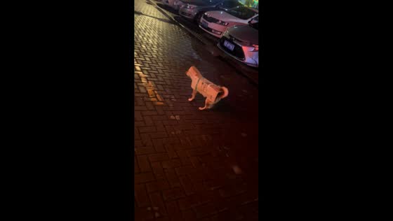 Dog in cardboard suit walks backwards in Zhejiang, China