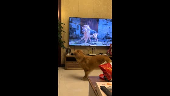 Qianqian's TV time: a dog's hilarious reaction to fierce German shepherds