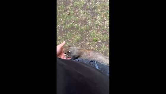 Squirrel climbs on man after spotting big bird in London, England