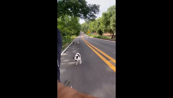 Cyclist chased by dogs in Rondonópolis, Brazil