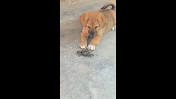Puppy gets startled after crab pinches its paw while playing in Henan, China