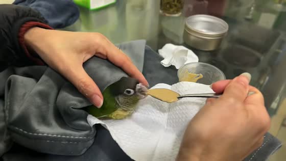 Green-cheeked conure eagerly eats from spoon in Jiangsu, China