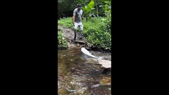Dog’s challenging nature journey to a waterfall in Maracay, Venezuela