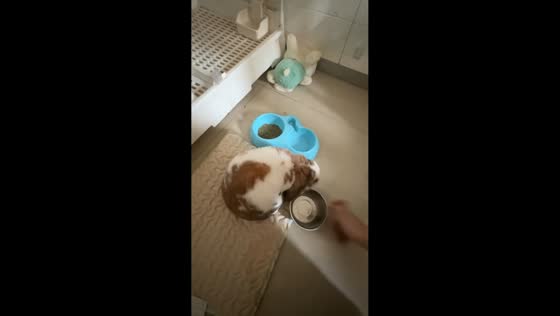 Clever rabbit removes bowl to get treats in Shanxi, China