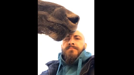 Rescued moose bonds with savior Alex in Tomsk, Russia