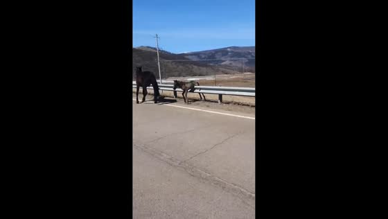 Man rescues foal stuck on rail near Lake Baikal, Siberia