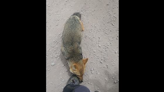 Fox bites motorcyclist in Salta Province, Argentina