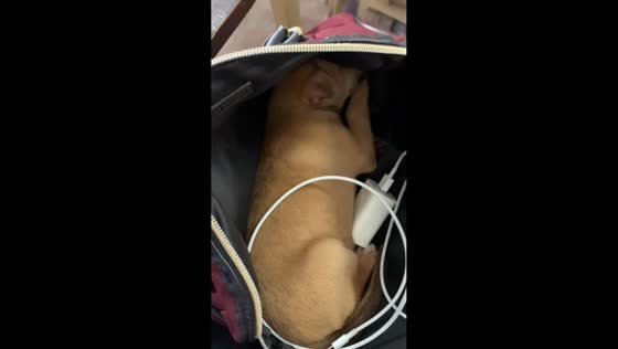Puppy napping inside the bag during class