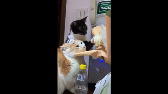 Cat refuses to share flower snack with its friend in China