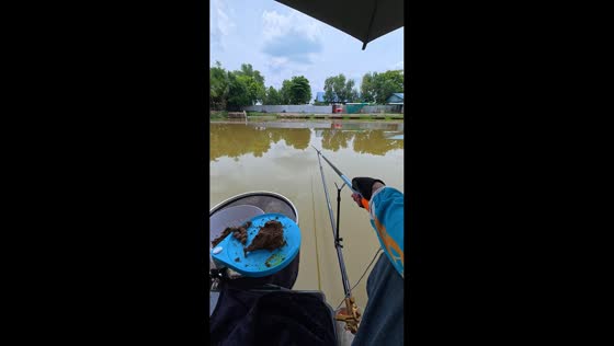 Fish jumps into net after striking fishing rod in Vietnam