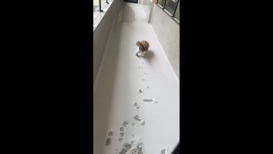 Long-haired cat slips while exploring snowy balcony in Jiangsu, China