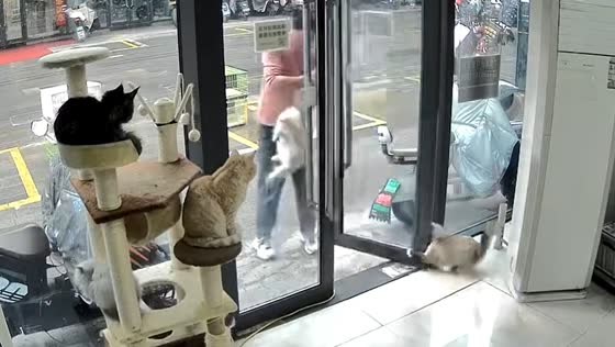 Person rescues cat trapped by door in Jiangsu, China