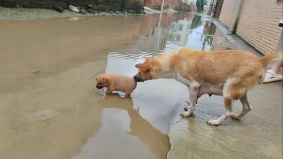 Mother dog pulls puppy out of water in Guangdong, China