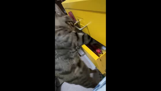 Cat opens drawer to steal food in Guangdong, China