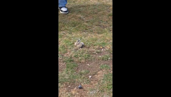 Groundhog gets stuck in hole before escaping in Xinjiang, China