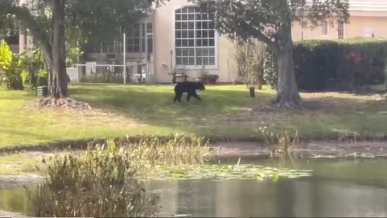 Local resident captures bear strolling near Lake Mary backyard