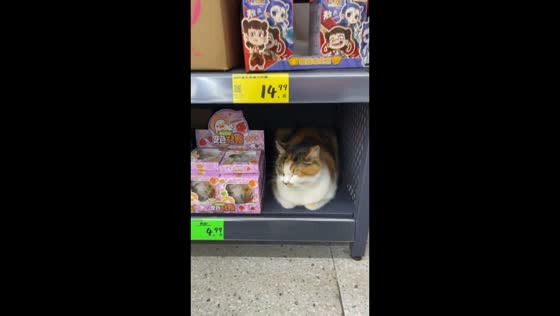 Cat rests like store merchandise in Chongqing, China