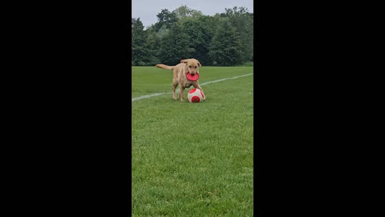 Dog dribbles football in London, UK