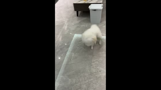 Puppy aggressively plays with toy in Hebei, China