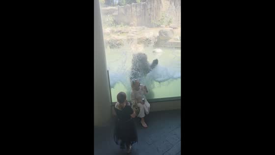 Woman playfully faces a bear through the glass in Rome, Italy