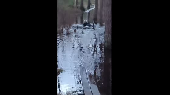 Woman takes risk on submerged bridge: video captures dramatic bike fall in flooded woods