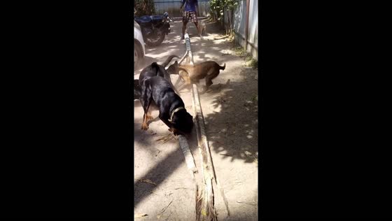 Dogs take charge: resourceful wood chopping without tools in Kayamkulam, Kerala